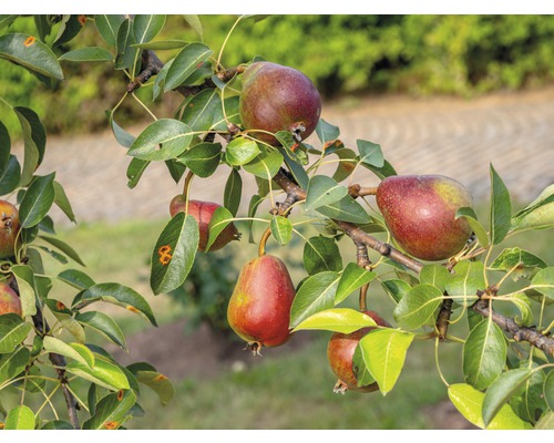 Biologische perenboom FloraSelf Organic Pyrus communis 'Red Williams Christ Pear' Stamhoogte ca. 60 cm. Totale hoogte 130-150 cm. Co 7,5 L Struik