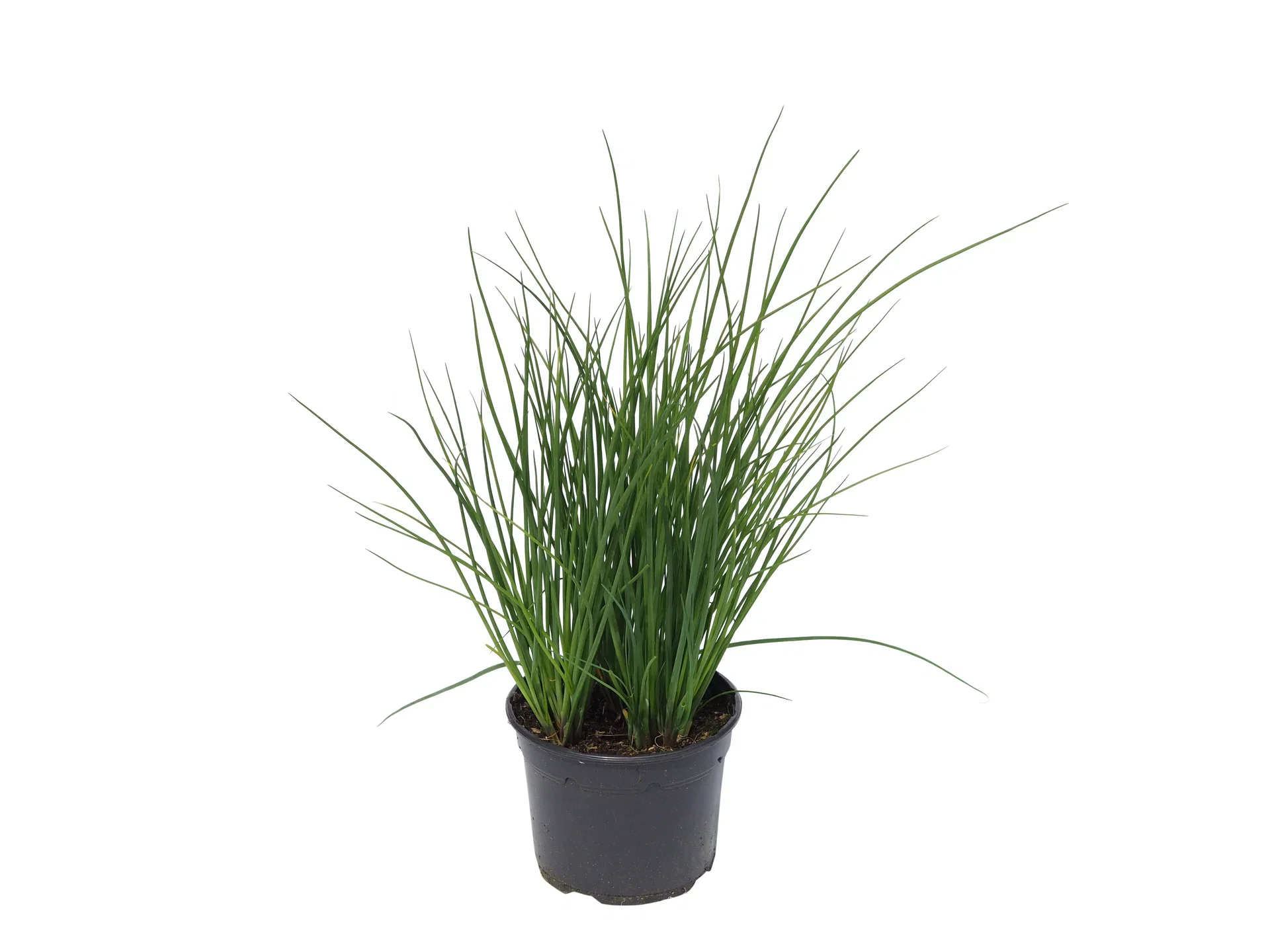 Allium schoenoprasum Gressløk Ø17 cm