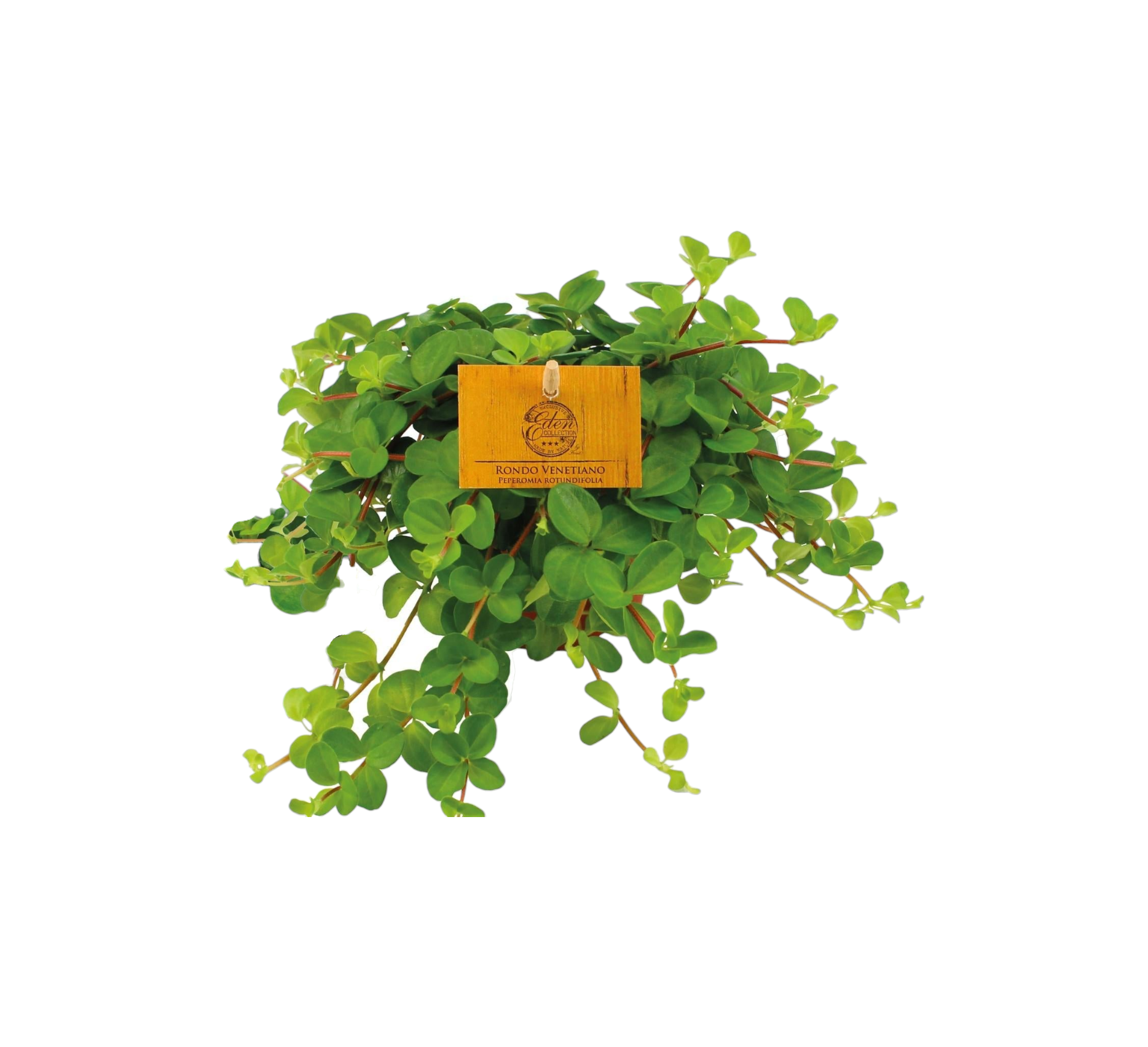 Plante d'intérieur - peperomia rotundifolia 20.0cm