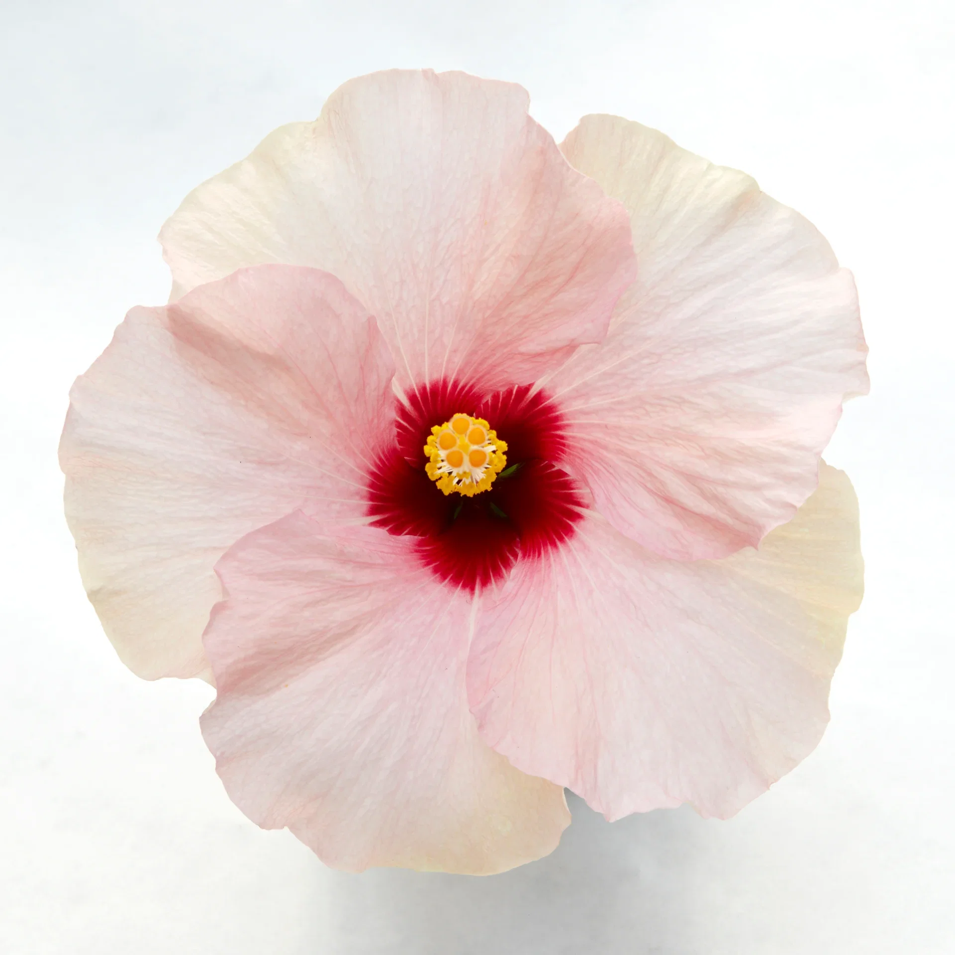Hibiscus Hawaiirose Høyde 25 cm