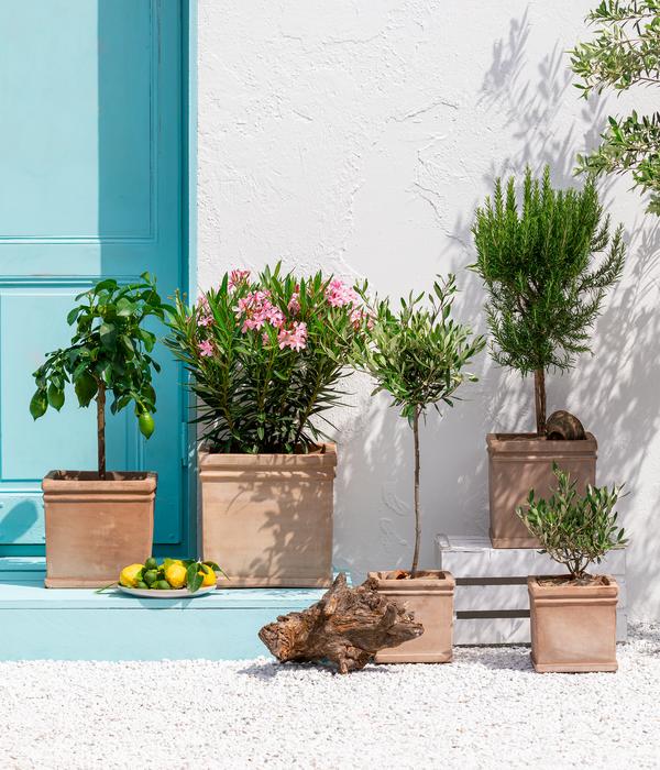 Oleander 'Villa Romaine'