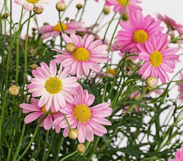 Margerite, Stämmchen, verschiedene Farben