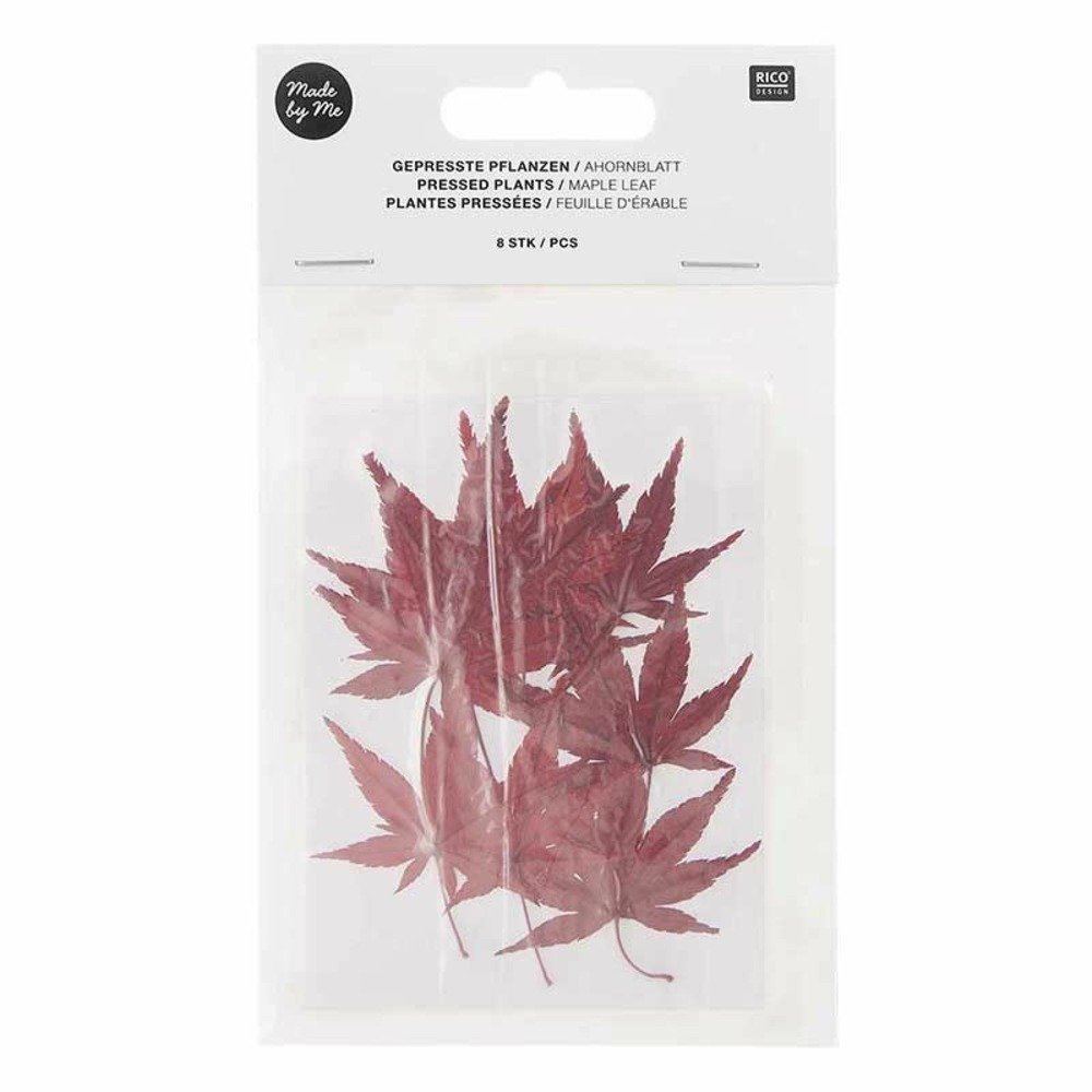 Feuilles d'érable séchées et pressées