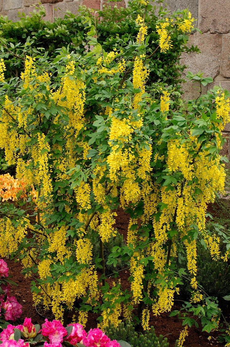 Goudenregen (Laburnum watereri 'Vossii') D 30 H 110 cm
