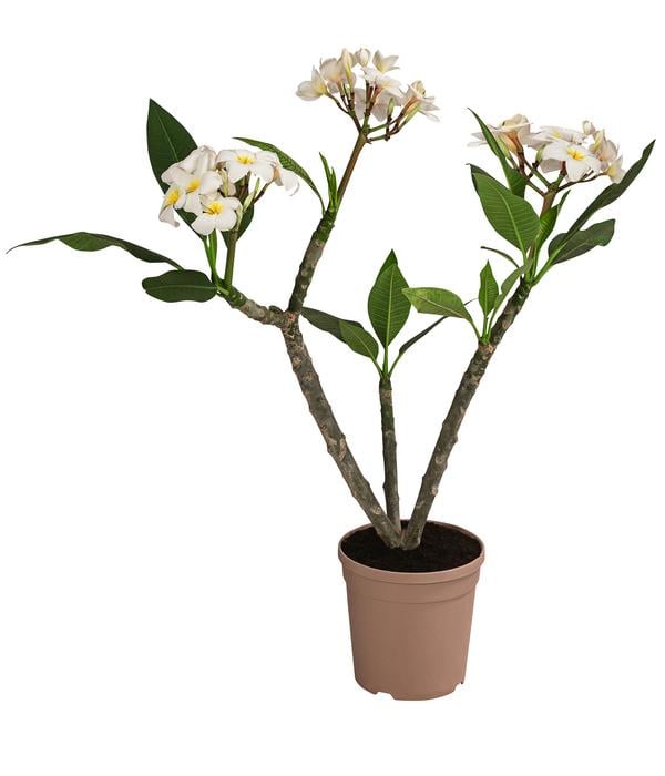 Frangipani - Plumeria cultivars, verschiedene