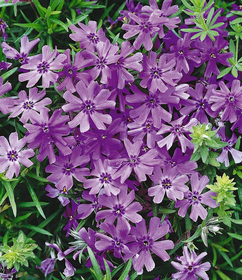 3er Phlox-Mix 'Flowers of the Sea'