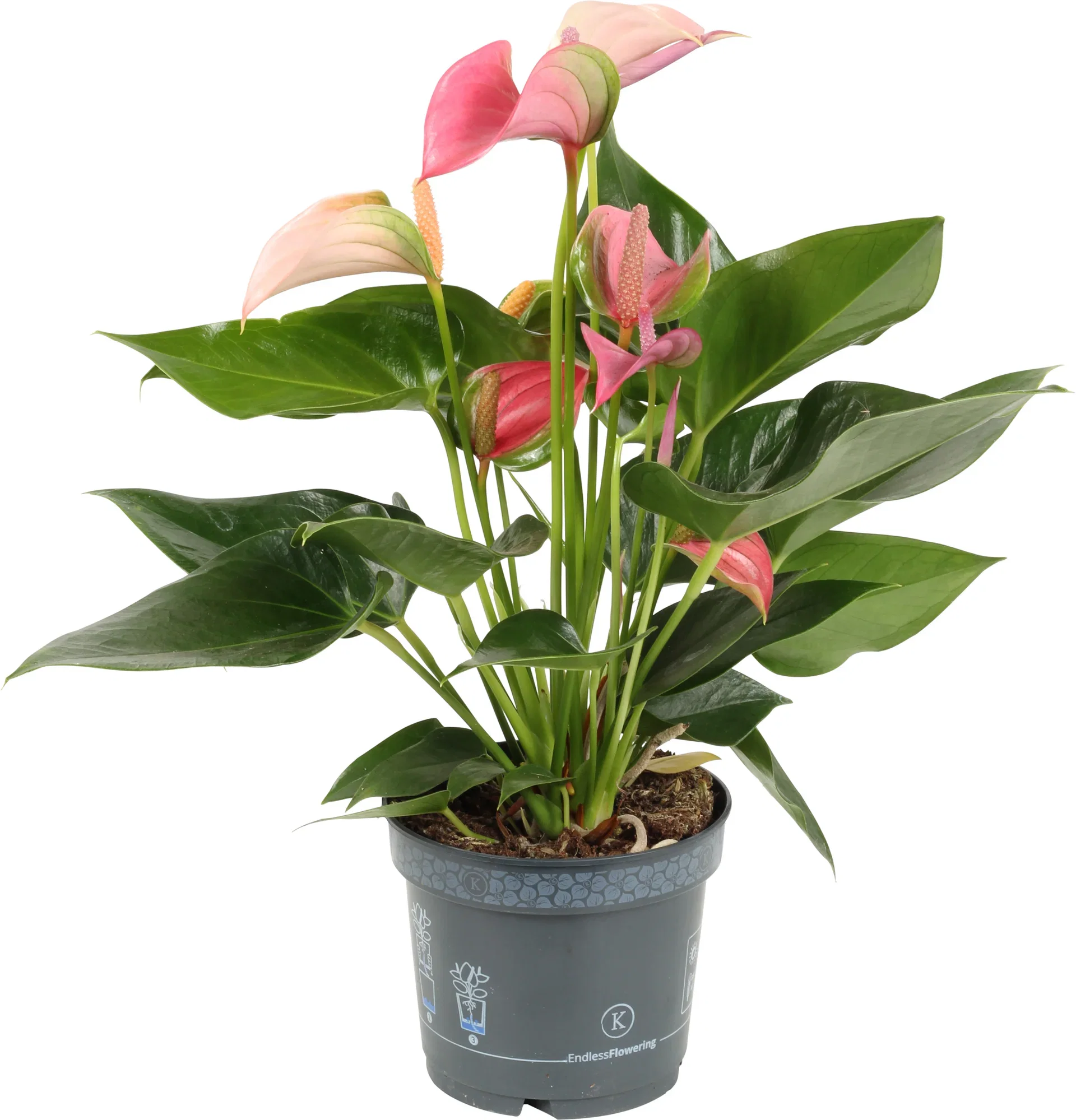 Antirrhinum majus (Florini Series) FLORINI DIANA DUA PINK ('Diana Duo Pink') Flamingoblomst 'Pink Duo' Høyde 45 cm