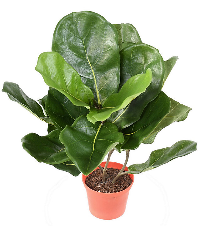 Pot Lyrata artificiel