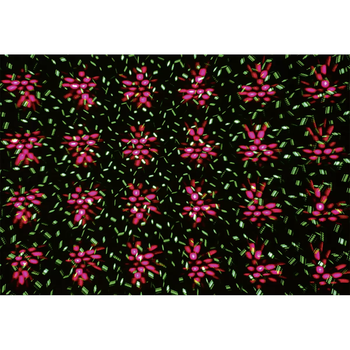 Laserlicht-System Star Shower Motion