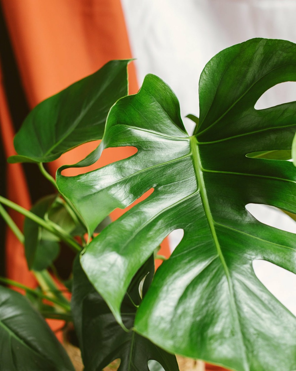 Plante d'intérieur - monstera deliciosa h65cm 65cm