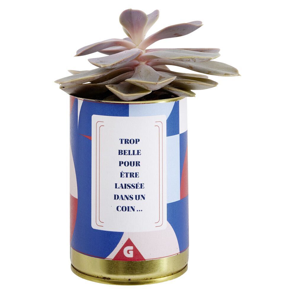 Succulente pot conserve avec message humoristique - 6 modèles