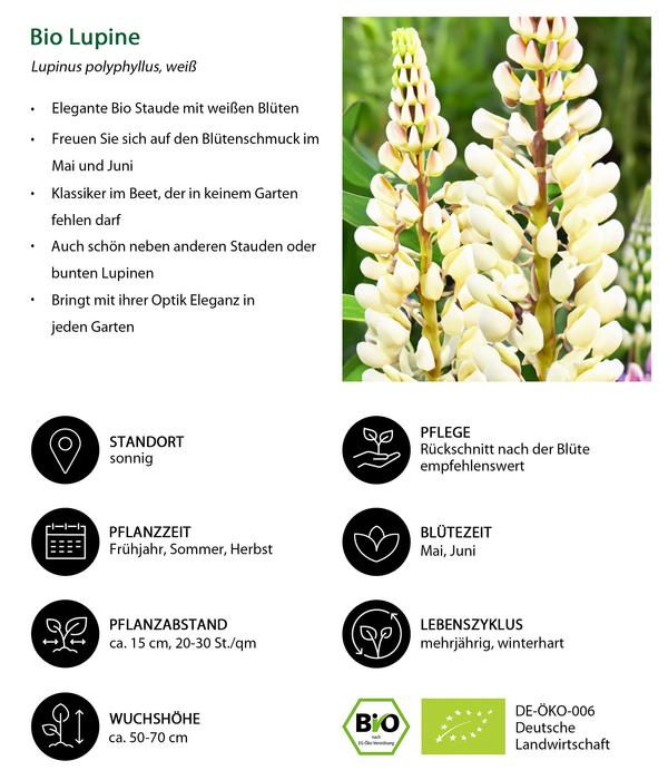 Bio Lupine, weiß
