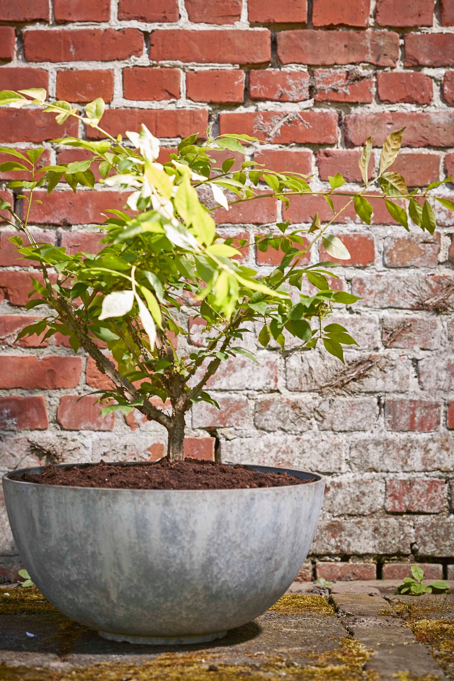 Mica Decorations plantenschaal Bravo grijs D 35 H 17 cm