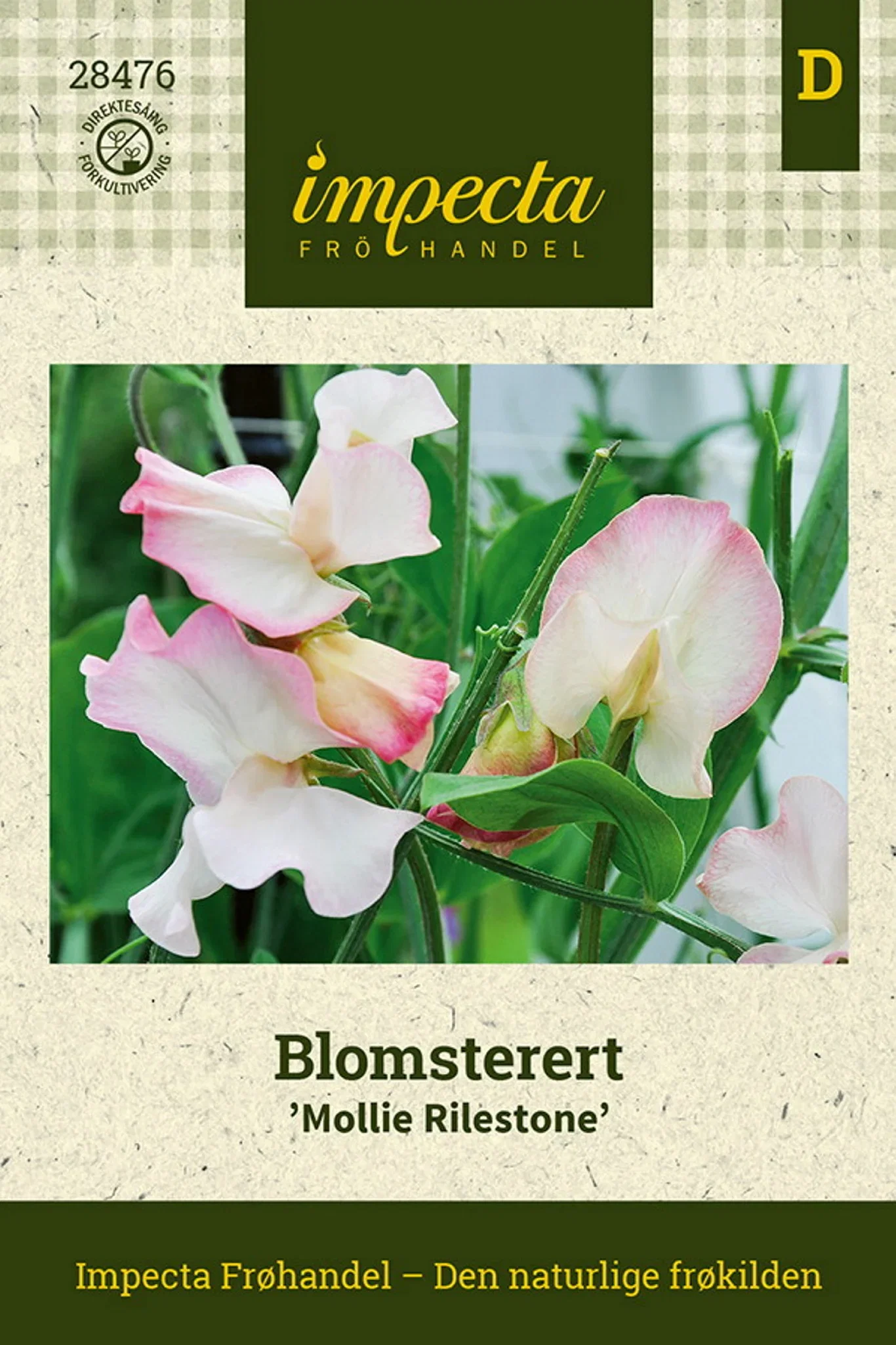 Lathyrus odoratus 'Mollie Rilestone' Blomsterert 'Mollie Rilestone'