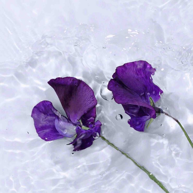 Issey Miyake Solar Violet Eau de Parfum