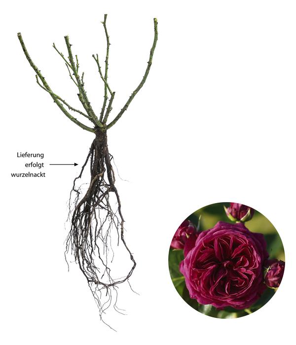 Nostalgie®-Edelrose 'Marietta®'