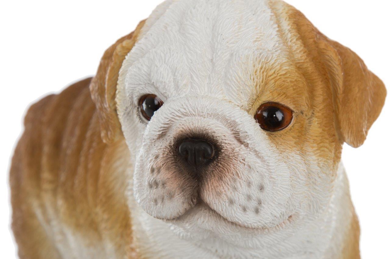 Mops - braun-weiß - 19 cm