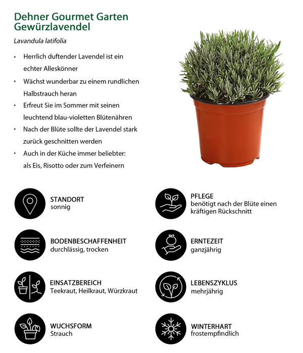 Dehner Gourmet Garten Gewürzlavendel