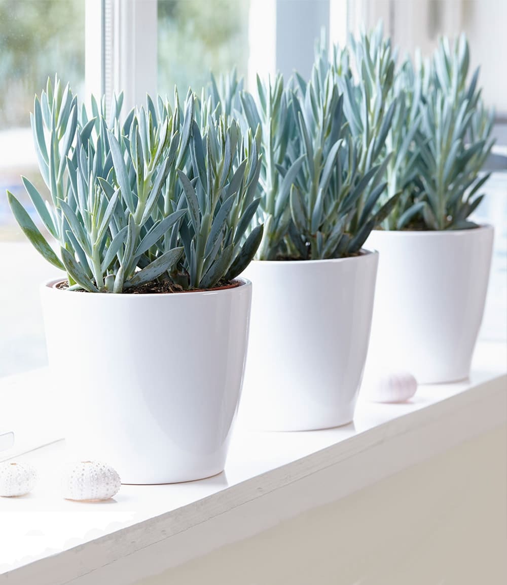 Senecio Aquarine® 'Mount Everest'