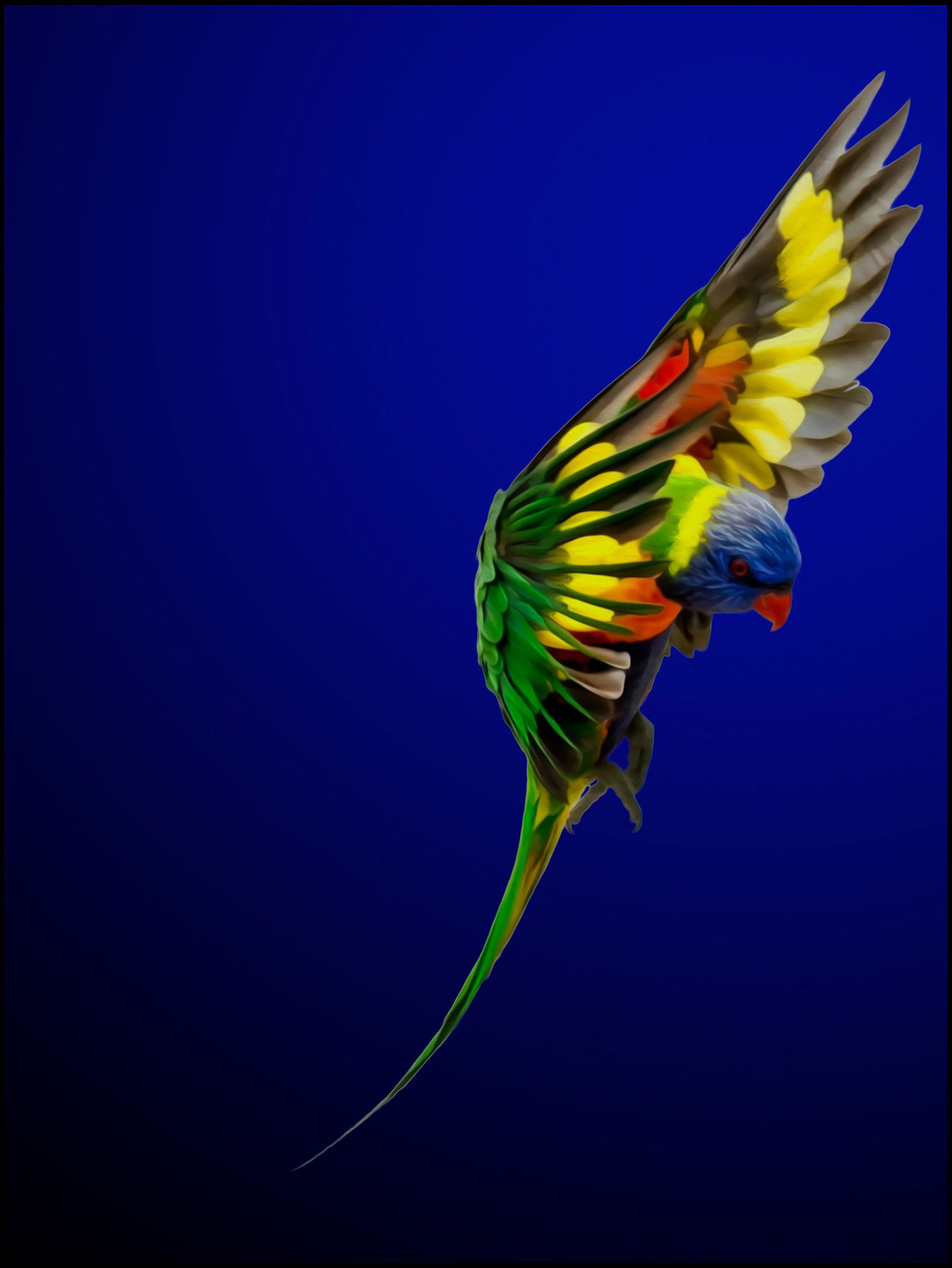 Rainbow Lorikeet by Juan Fortes - Limited Edition. Edition of: 250. Signed.