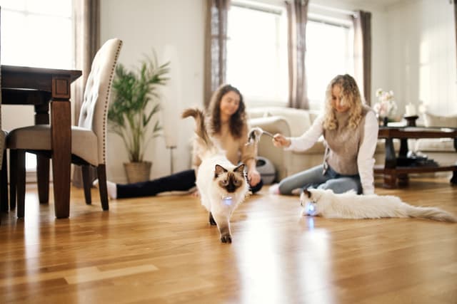 Lilcat GPS-tracker til katte