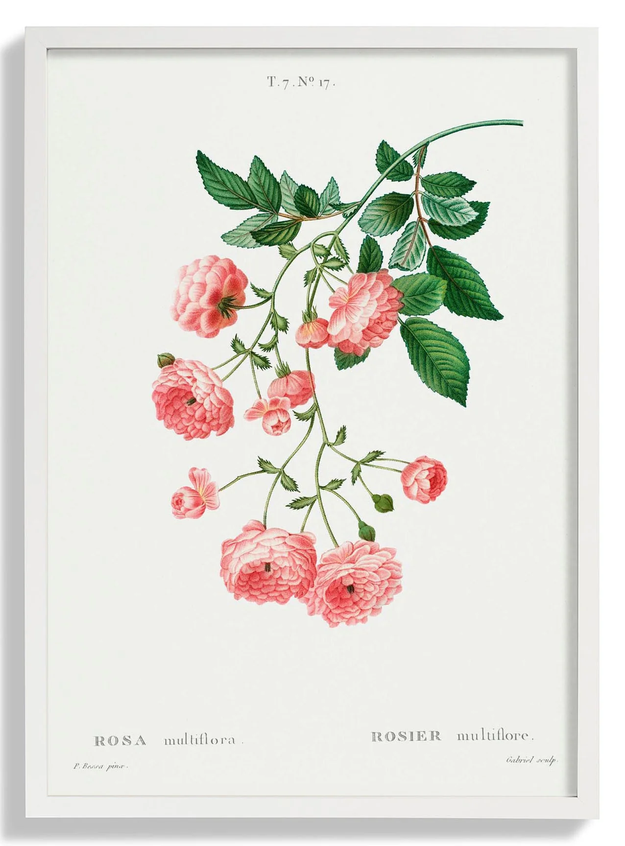 Rosa Multiflora