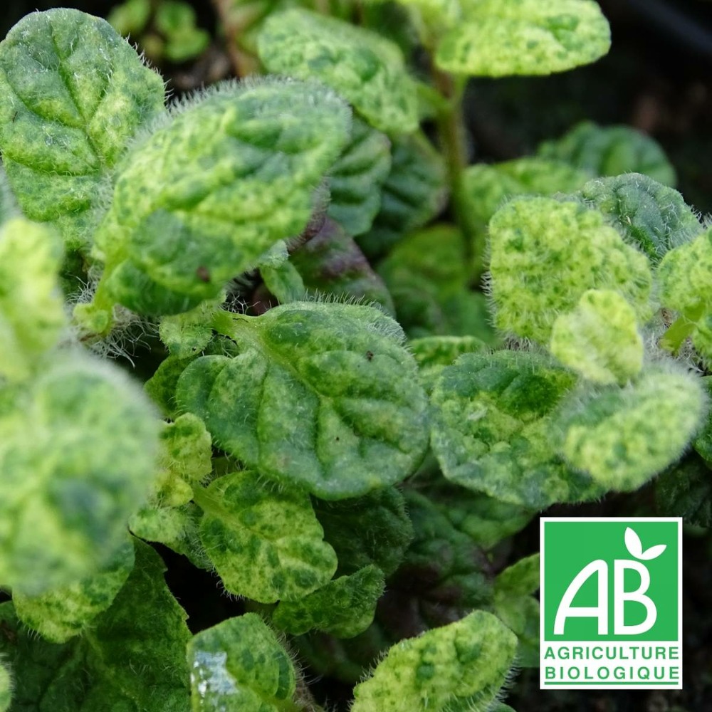 Menthe calixte bio/mentha suaveolens calixte[-]lot de 5 godets