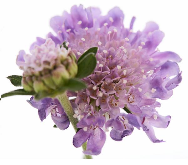 Tauben-Skabiose 'Butterfly Blue'