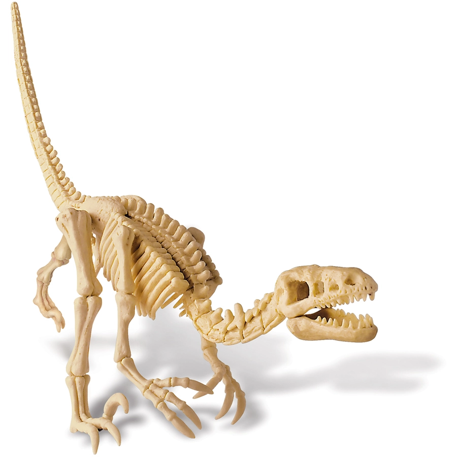 4M KidzLabs - Dinosaurier Ausgrabung Velociraptor Mehrfarbig