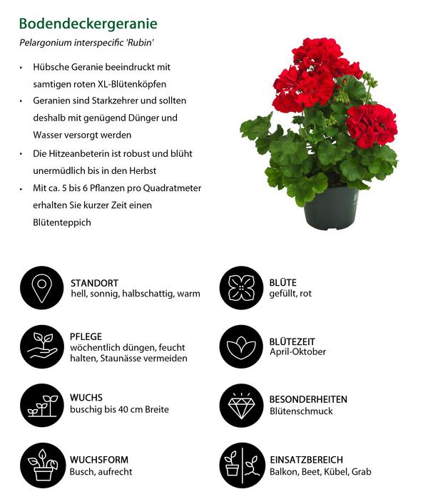 Beet- & Balkonpflanzen-Set Balkonliebe,