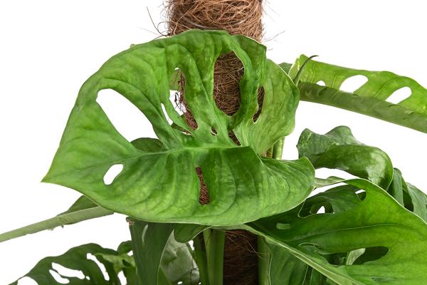 Fensterblatt - Monstera adansonii