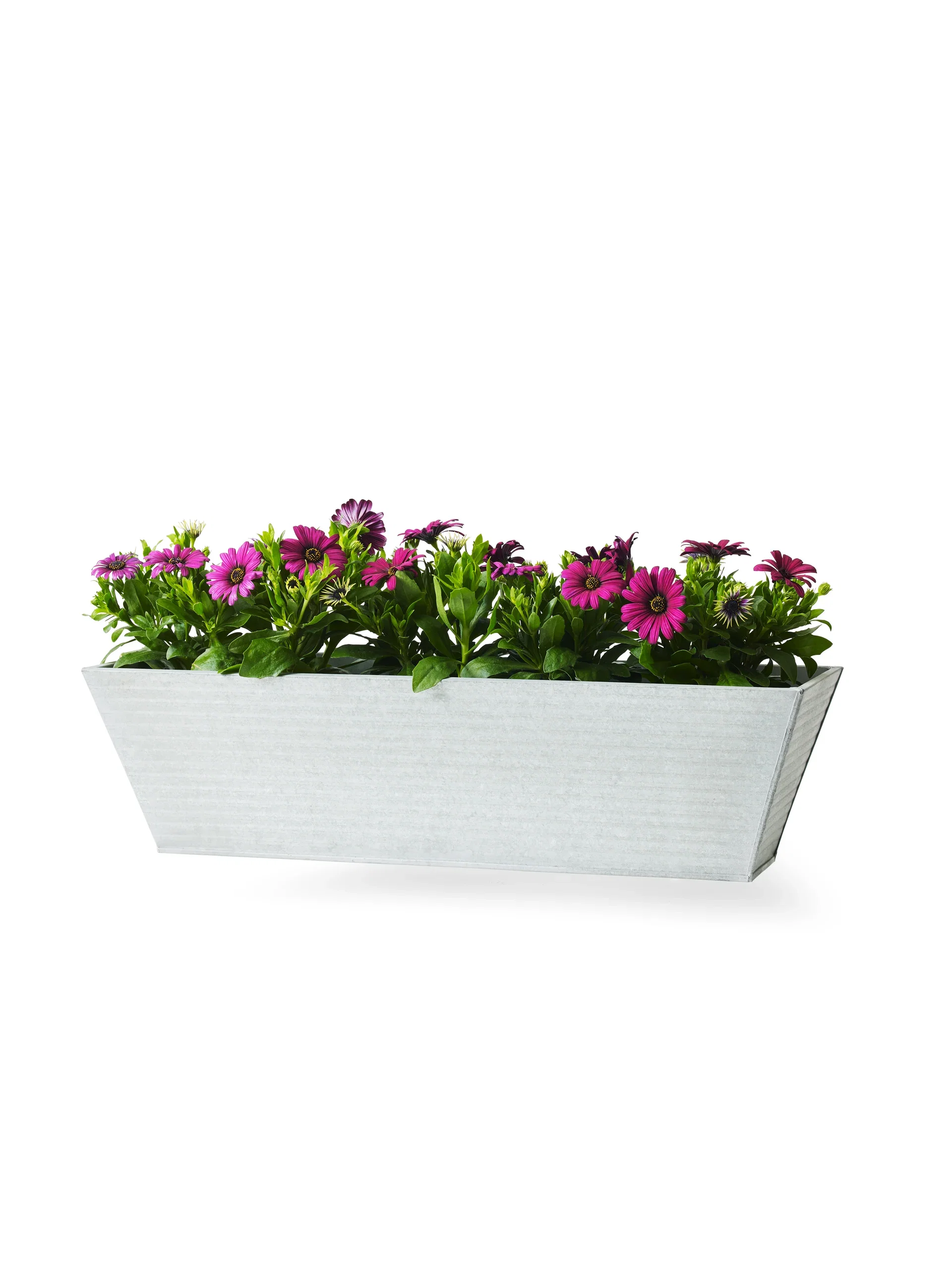 Osteospermum ecklonis Spansk Margeritt Ø11 cm