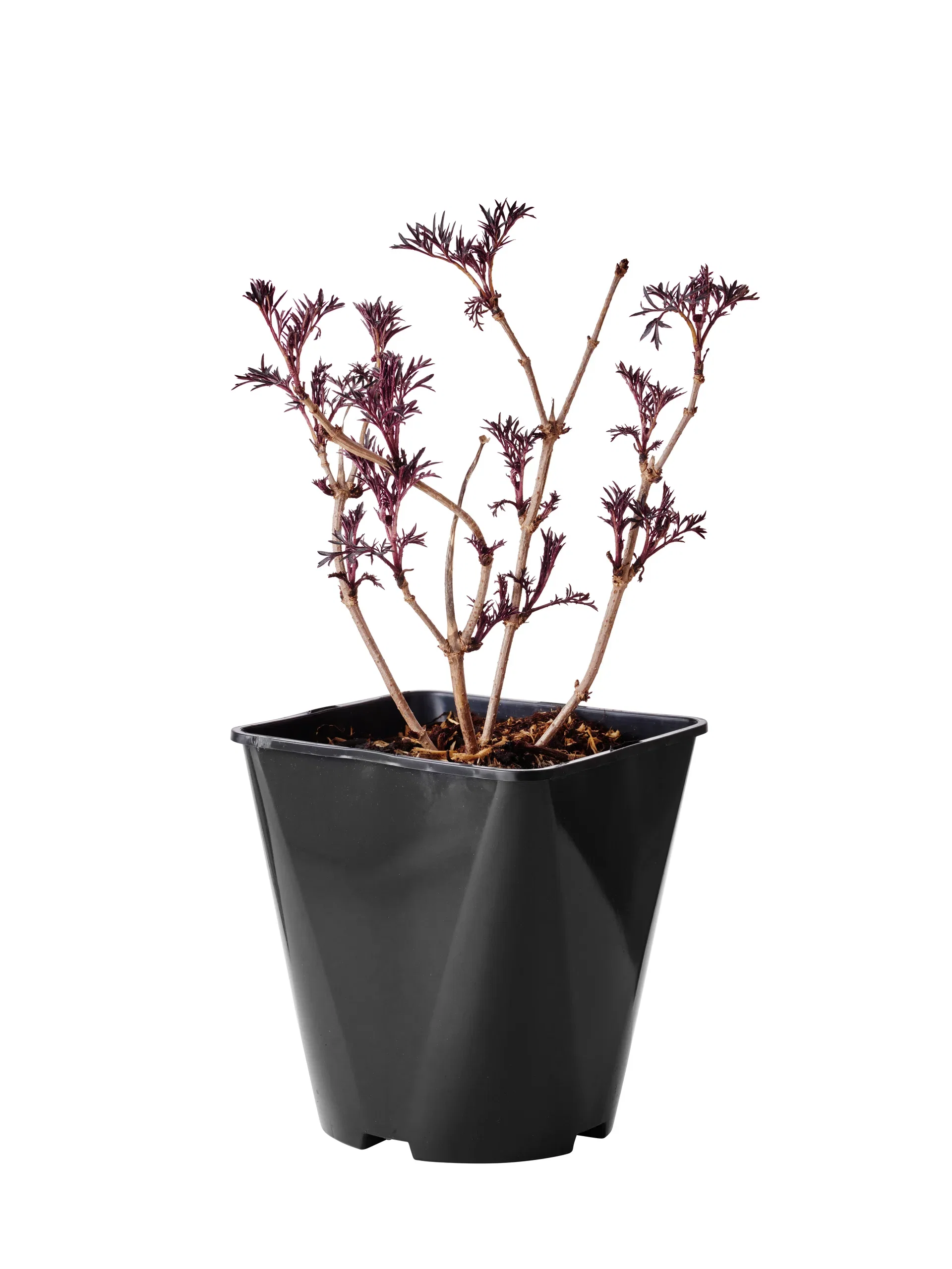 Sambucus nigra f. porphyrophylla BLACK LACE ('Eva') Svarthyll 'Black lace' Ø22 cm