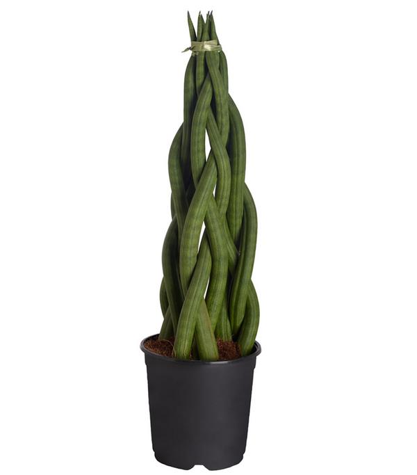 Bogenhanf - Sansevieria cylindrica,