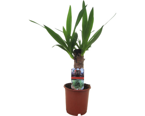 Reuzenyuccapalm, FloraSelf Yucca elephantipes H ca. 40 cm Ø 12 cm pot