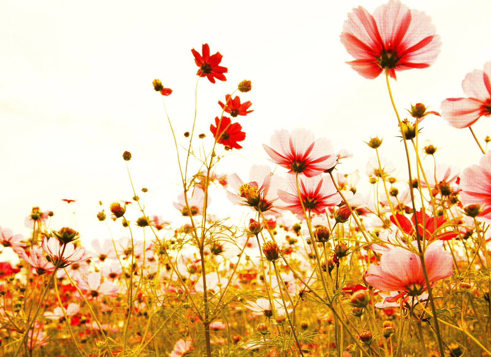 Fototapete DESIGNWALLS - grün-rosa - Blumen - 2,55 Meter