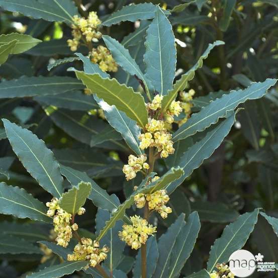 Plant de laurier sauce : pot de 1 litre