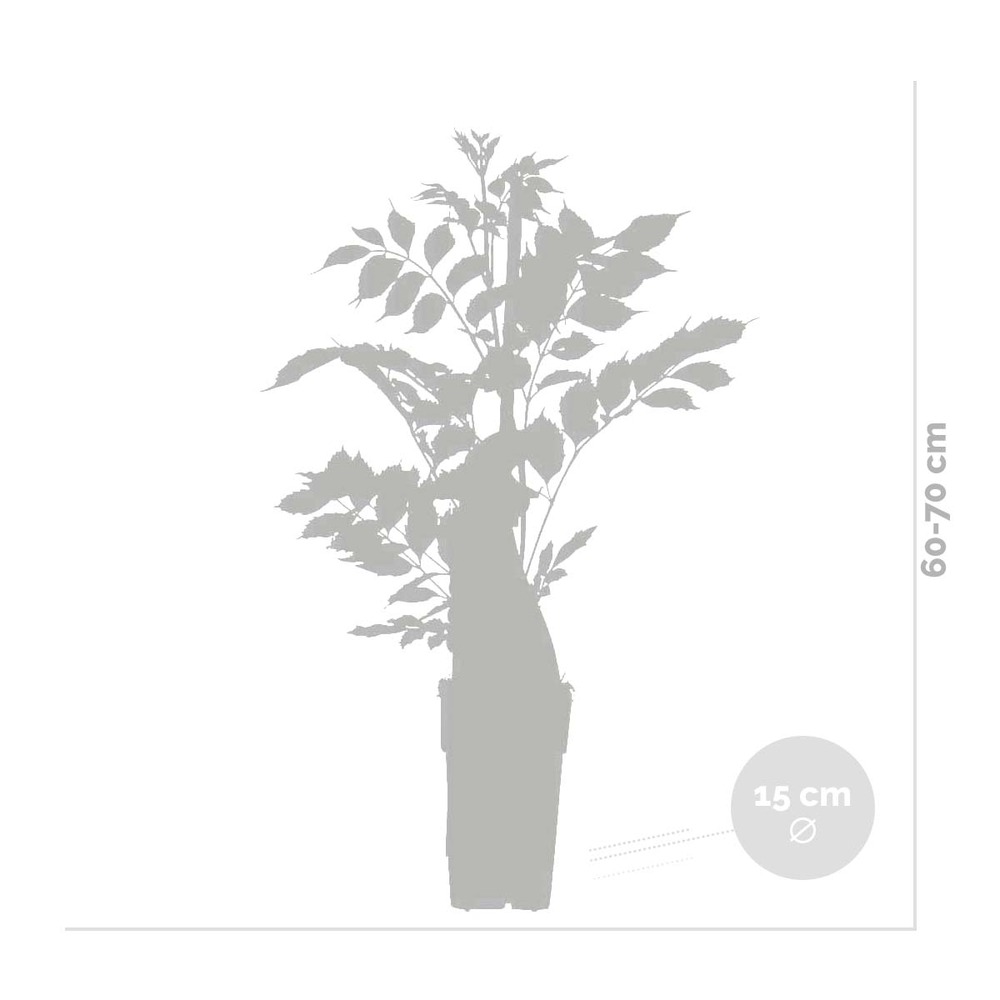 2x glycine 'alba' - glycine - blanche - plante grimpante - facile d'entretien - ⌀15 cm - ↕60-70 cm