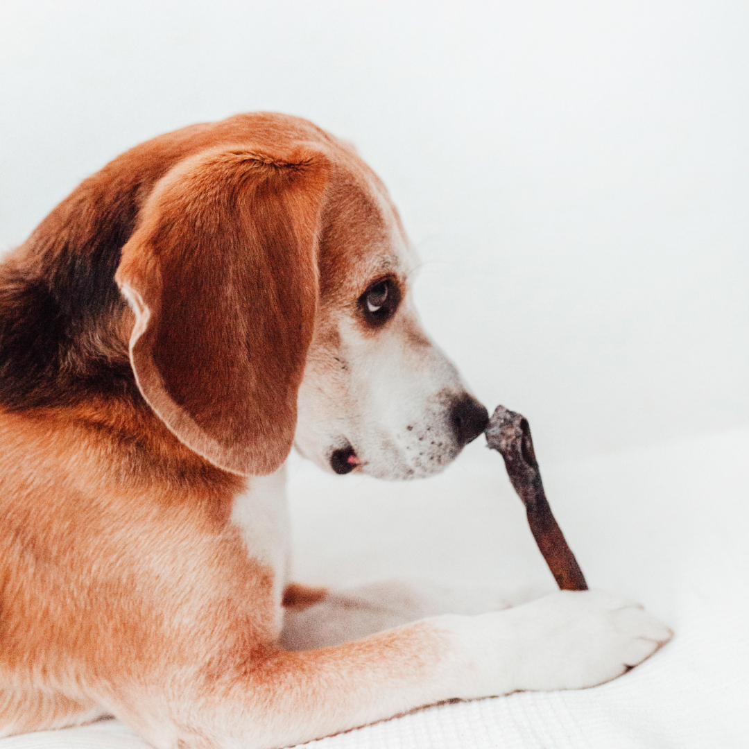 Cães Bimordiscos com Pele de Camelo