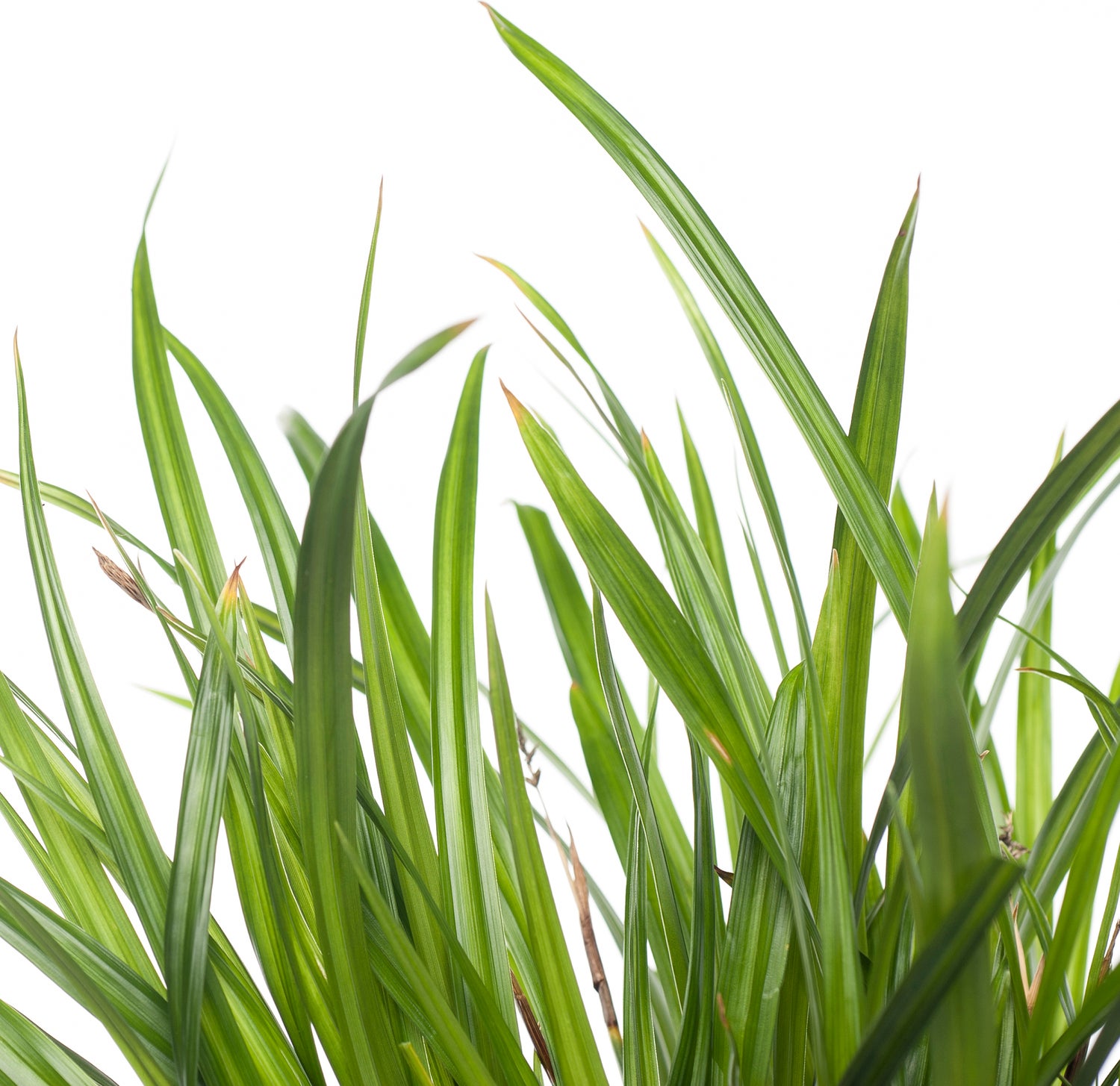 Zegge (Carex foliosissima 'Irish Green') D 9 H 10 cm