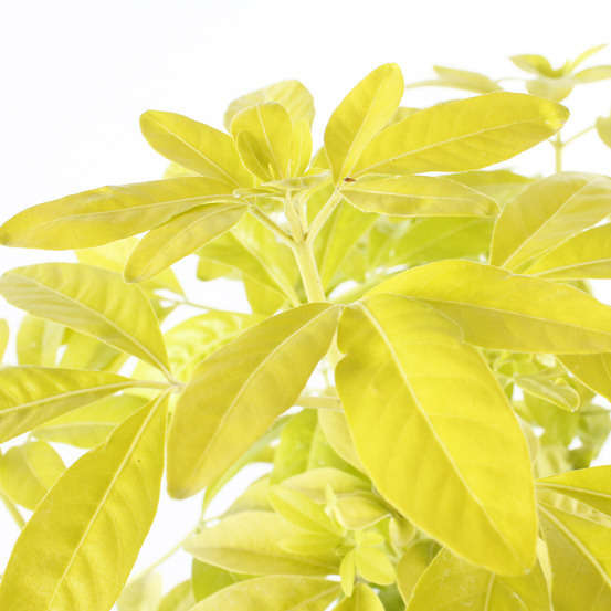 Choisya Ternata sundance : H30/40cm Pot 3L