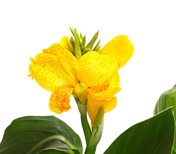 Indisches Blumenrohr, verschiedene Sorten