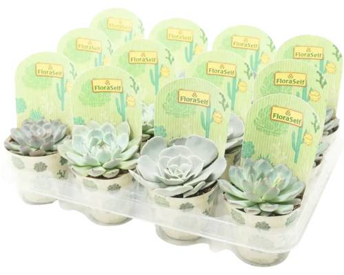 Echeveria Mix FloraSelf Echeveria Ø 8,5 cm pot willekeurige variëteitselectie