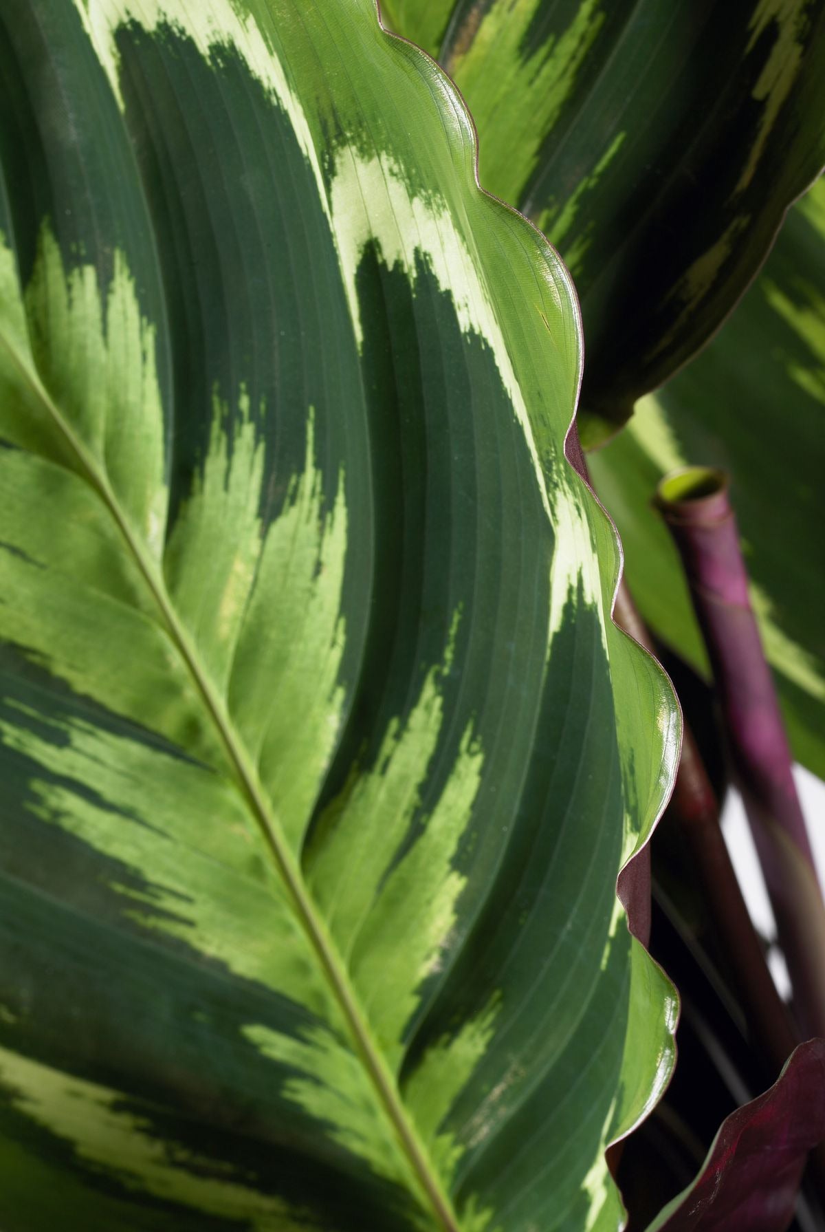 Calathea (Calathea 'Medallion') D 14 H 50 cm