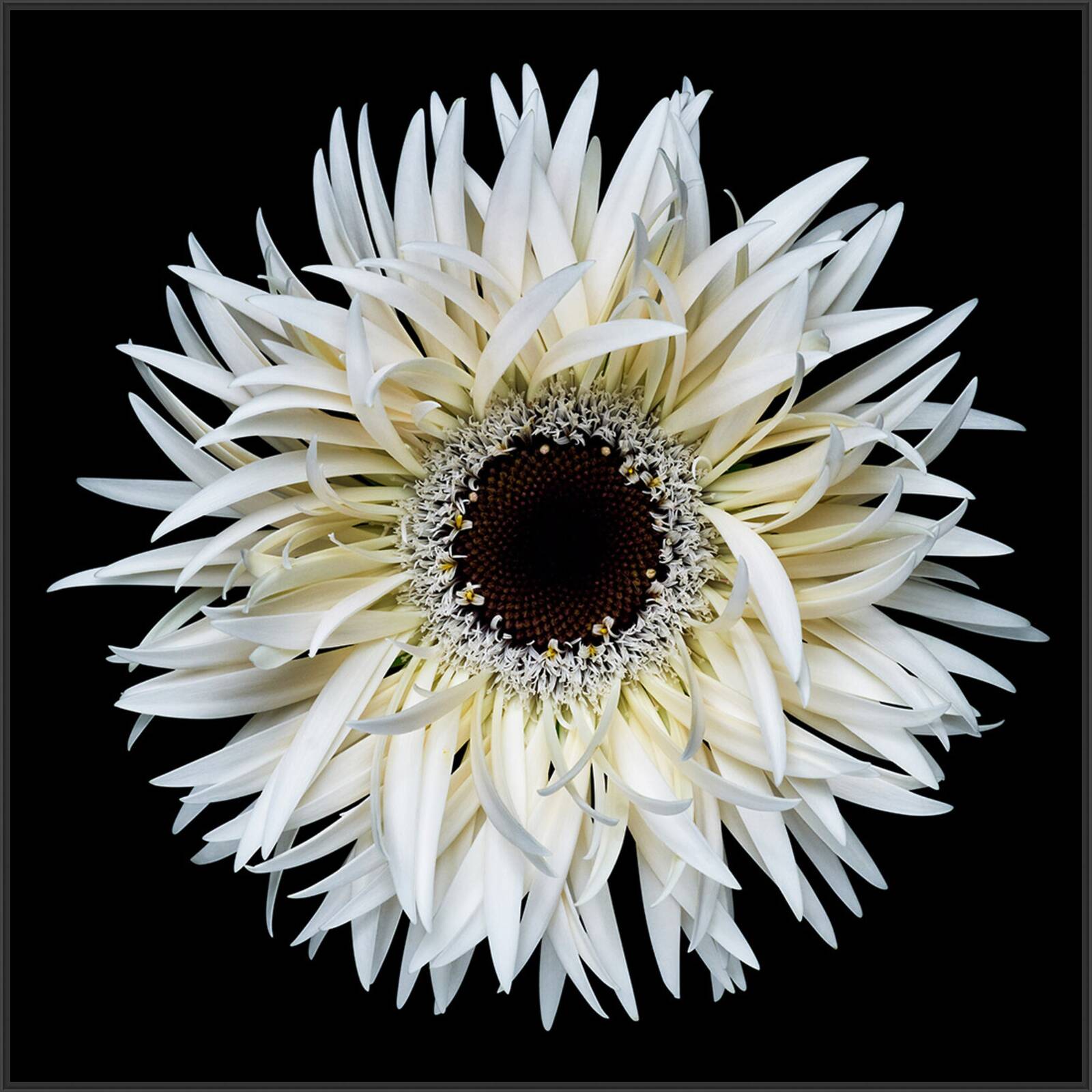 Blossom VII by Heiko Hellwig - Limited Edition. Edition of: 150. Signed.