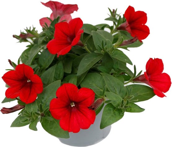 Petunia (Petunia) rood D 13 H 15 cm