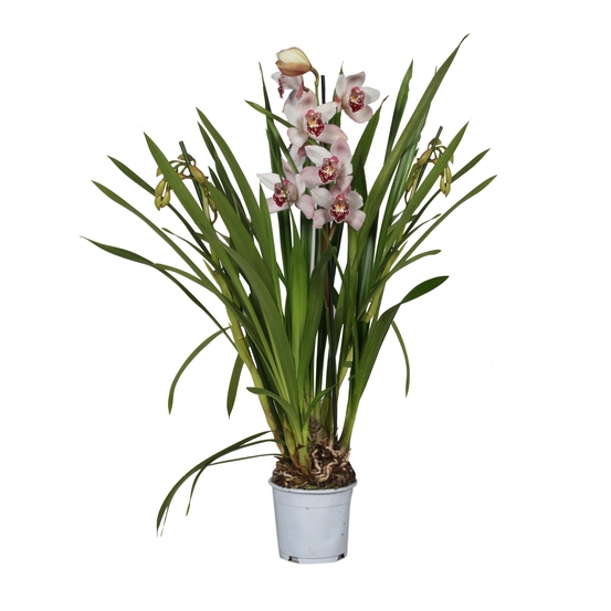 Orchidée Cymbidium nain rose 3 tiges - pot D12cm