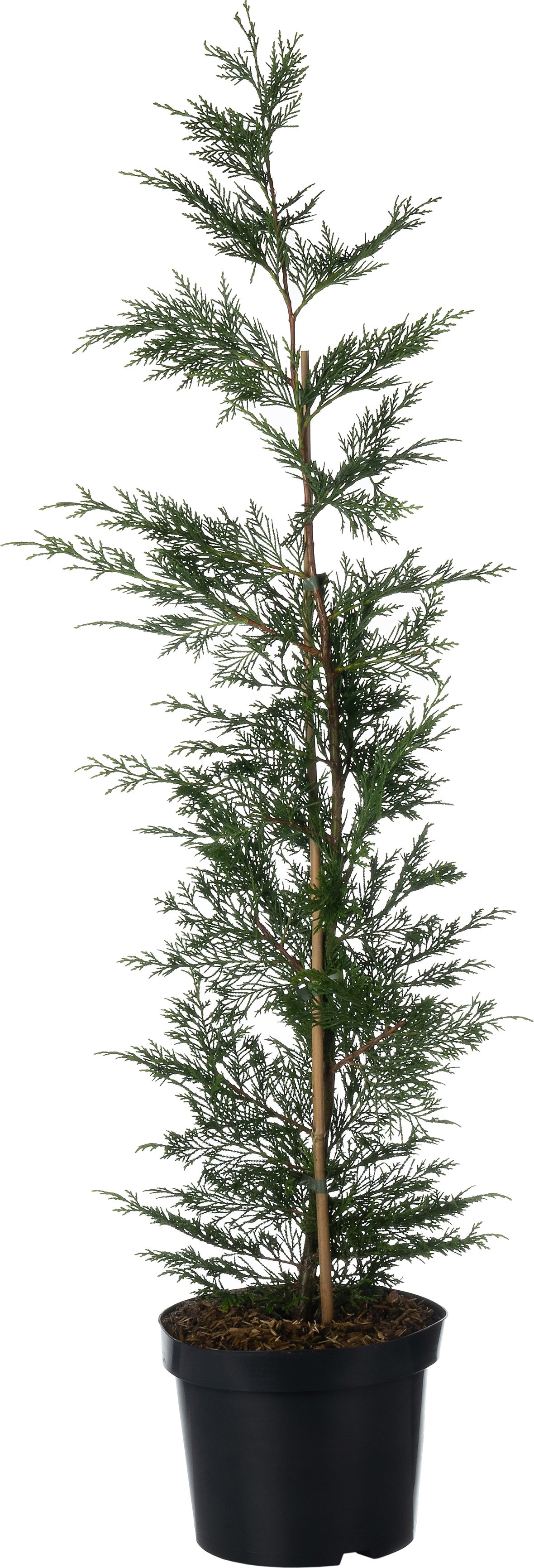 Haagconifeer (Cupressocyparis leylandii) D 22 H 80 cm