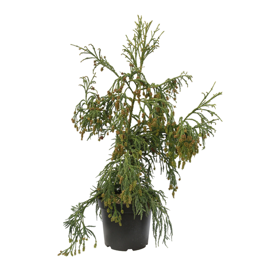 Cryptomeria japonica 'Rasen-sugi' Pot 7,50 L