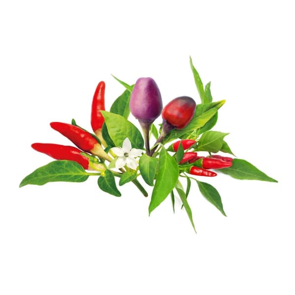 Click & Grow - Smart Garden Refill 9-pakning chilipepperblanding